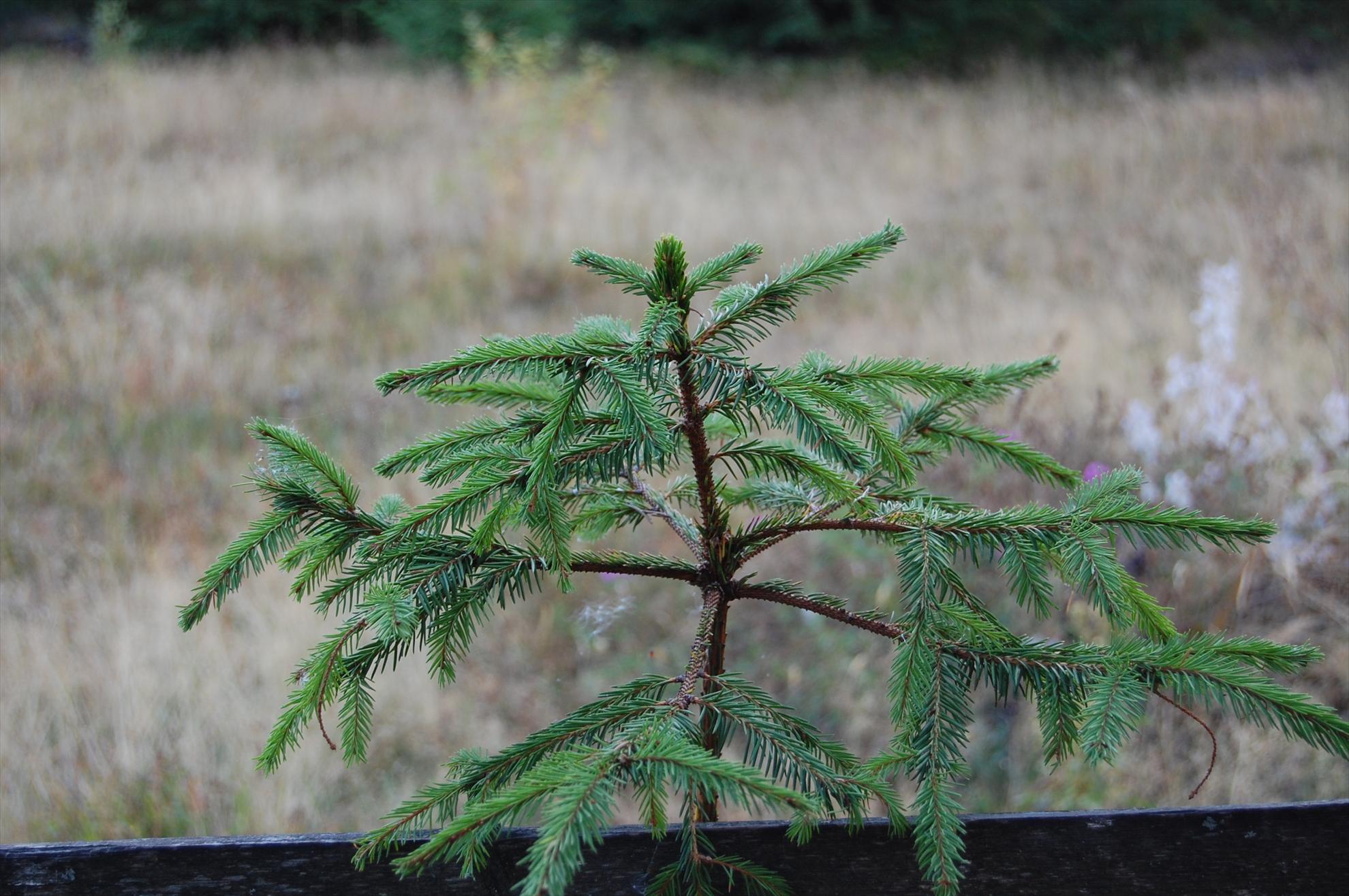 My new passion...2 - dsc007011.JPG